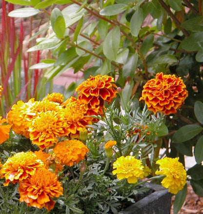 Marigolds - Brocade