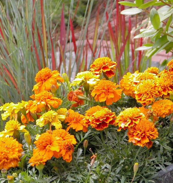 Marigolds - Brocade