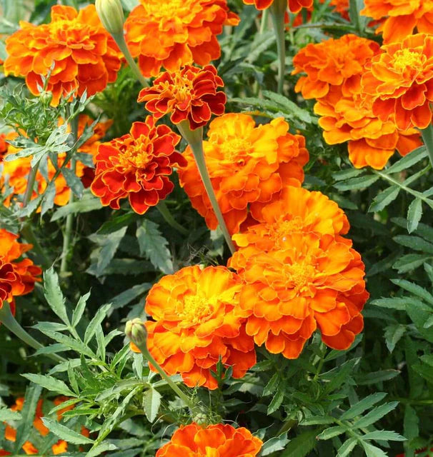 Marigolds - Brocade