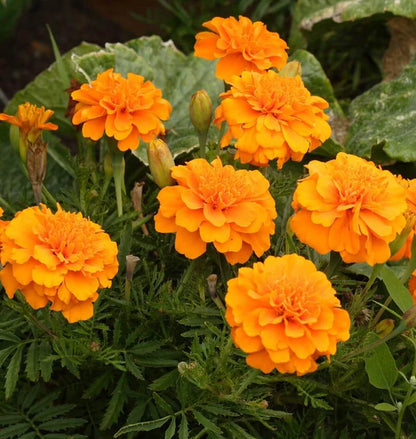 Marigolds - Brocade