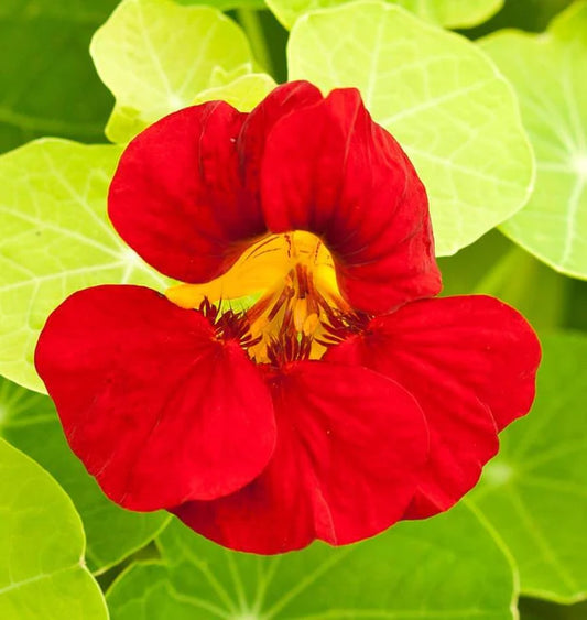 Nasturtiums - Empress of India