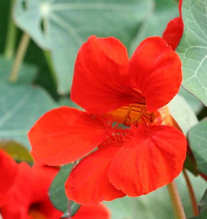 Nasturtiums - Empress of India