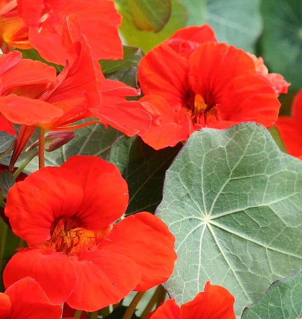 Nasturtiums - Empress of India