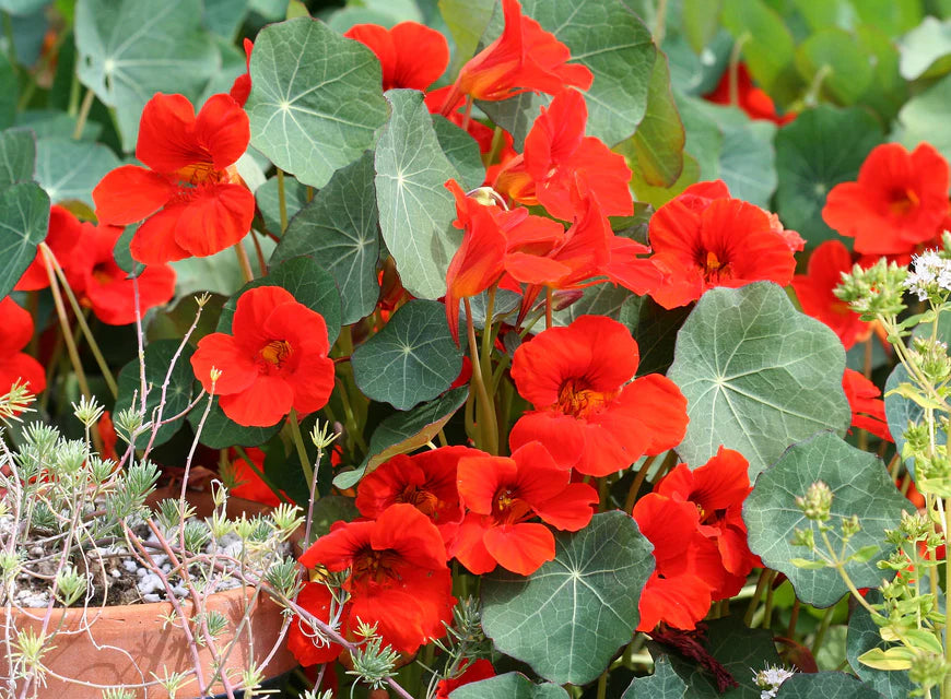 Nasturtiums - Empress of India