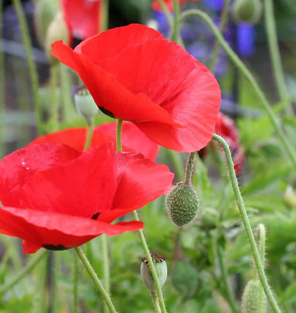 Poppies - Flanders Poppy