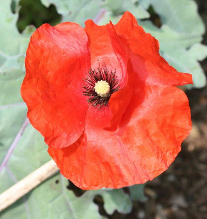 Poppies - Flanders Poppy