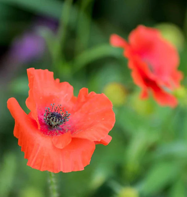Poppies - Flanders Poppy