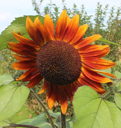Sunflowers - Velvet Queen