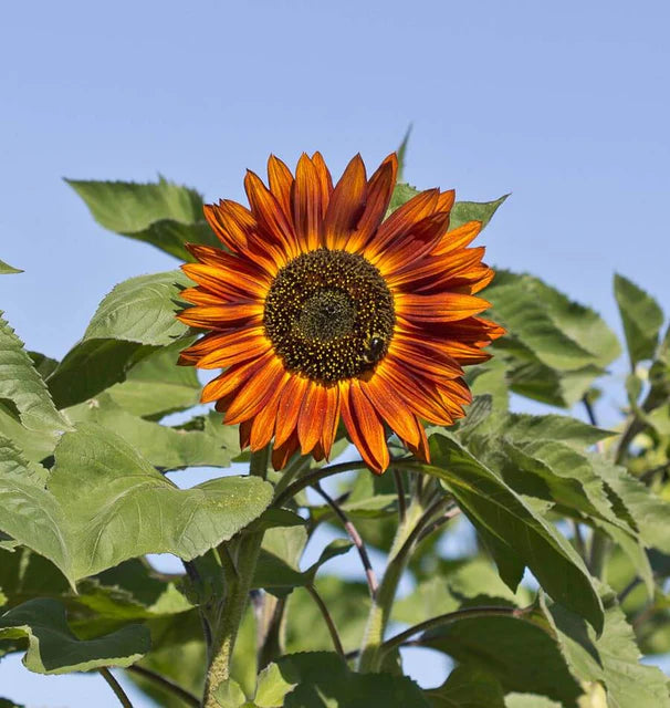 Sunflowers - Velvet Queen