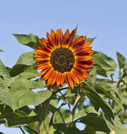 Sunflowers - Velvet Queen