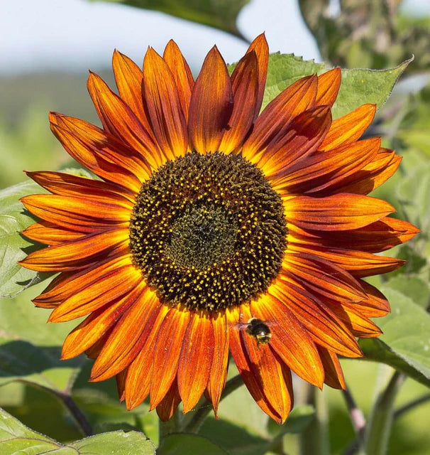 Sunflowers - Velvet Queen