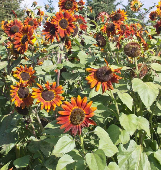 Sunflowers - Velvet Queen