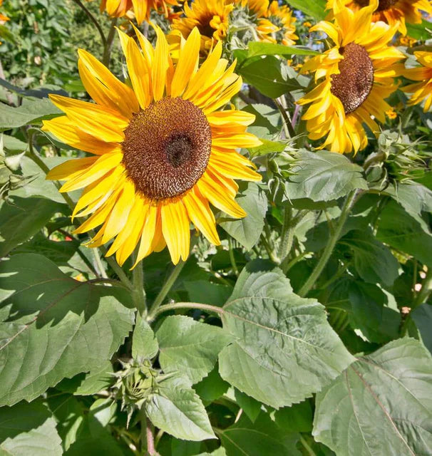 Sunflowers - Peredovik Organic
