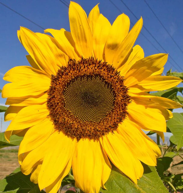 Sunflowers - Peredovik Organic
