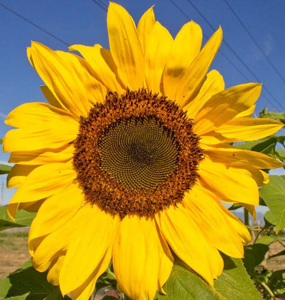 Sunflowers - Peredovik Organic