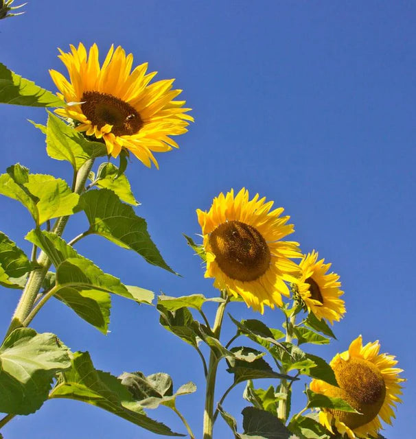 Sunflowers - Peredovik Organic