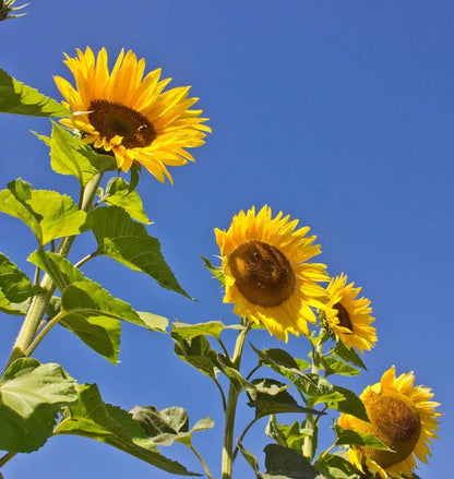 Sunflowers - Peredovik Organic