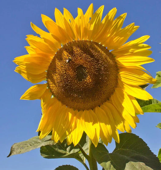 Sunflowers - Peredovik Organic