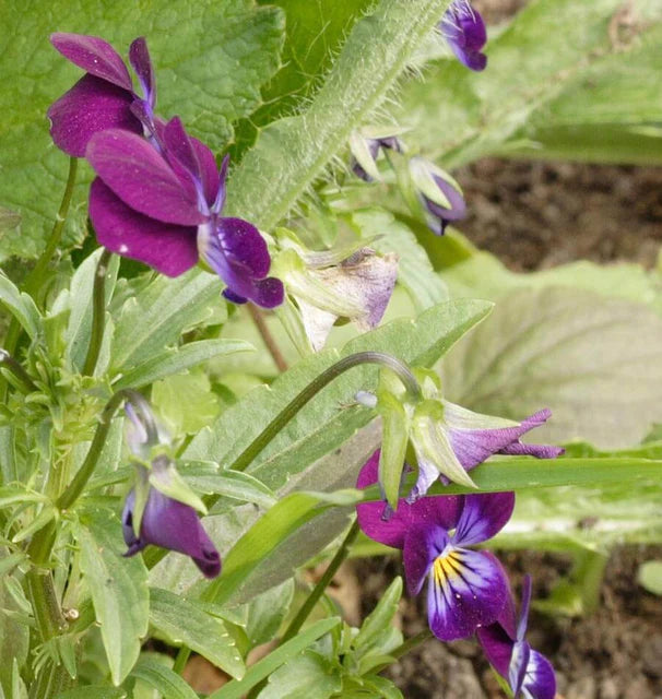 Pansies & Violas - Johnny Jump Up