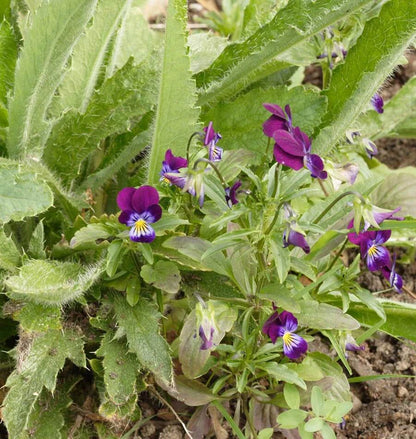 Pansies & Violas - Johnny Jump Up