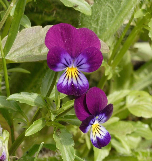 Pansies & Violas - Johnny Jump Up