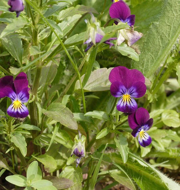 Pansies & Violas - Johnny Jump Up