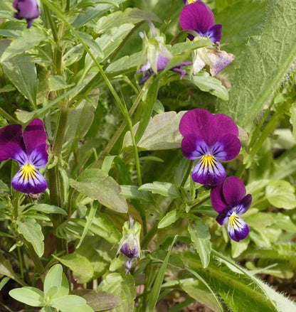Pansies & Violas - Johnny Jump Up