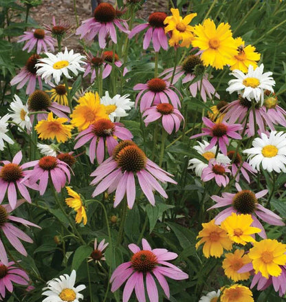 Wildflowers - Perennial Blend