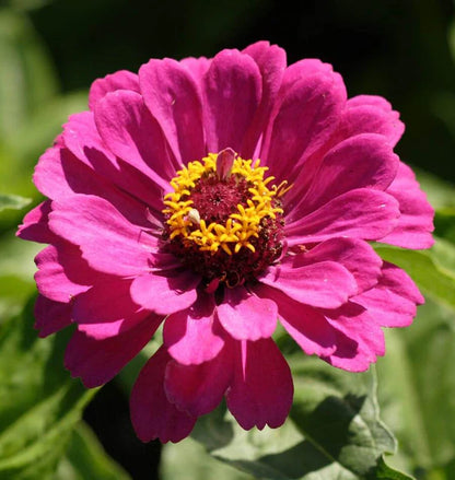 Zinnias - California Giants Mix