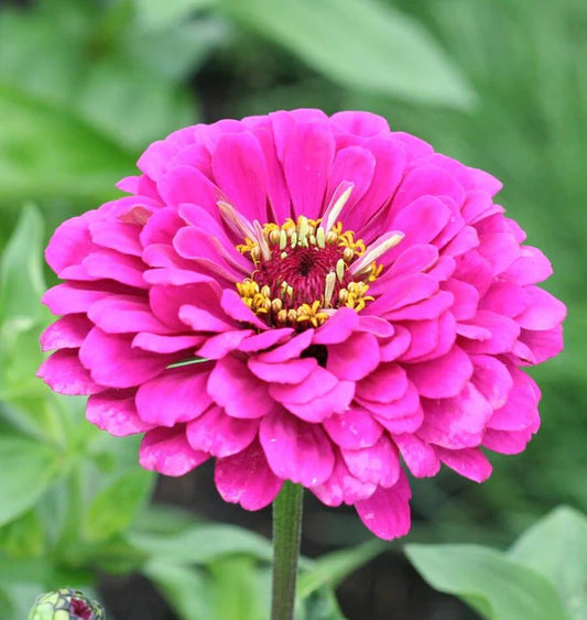 Zinnias - California Giants Mix