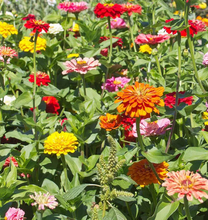 Zinnias - California Giants Mix