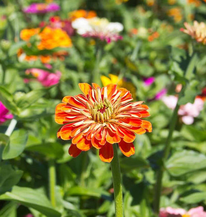 Zinnias - California Giants Mix