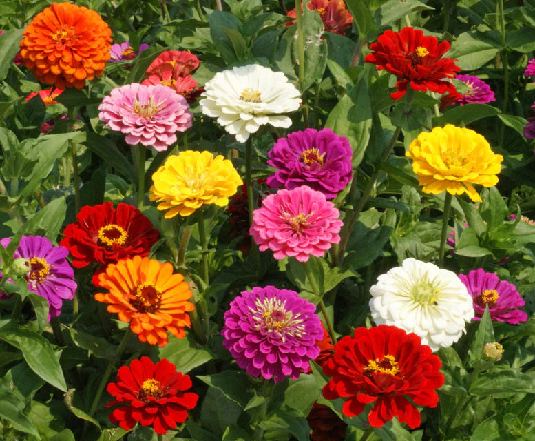 Zinnias - California Giants Mix