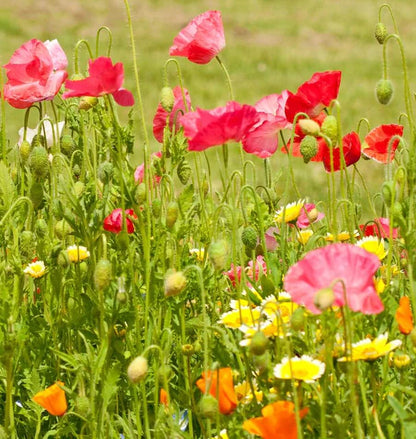 Wildflower - Bee Garden Blend