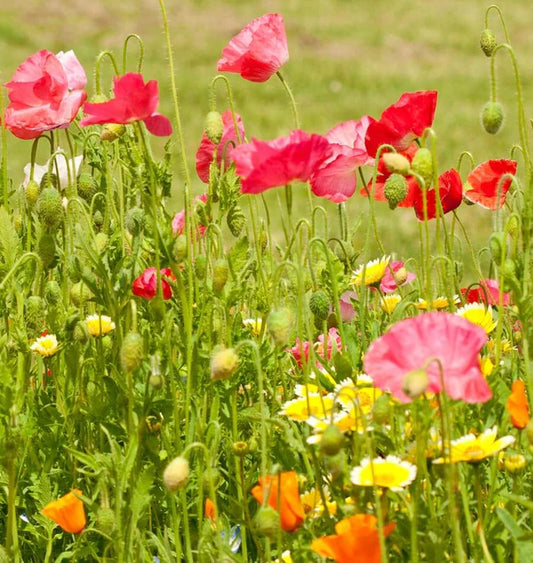Wildflower - Bee Garden Blend