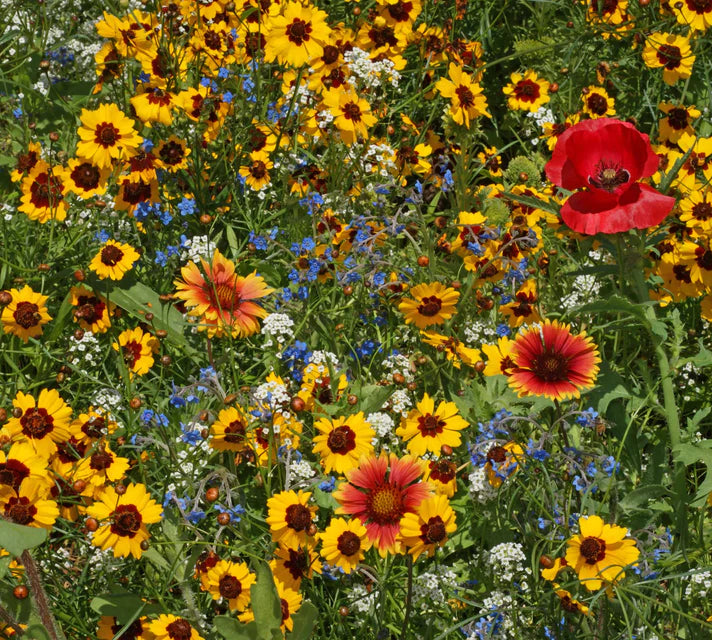Wildflower - Bee Garden Blend