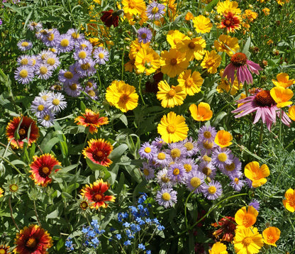 Wildflower - Bee Garden Blend