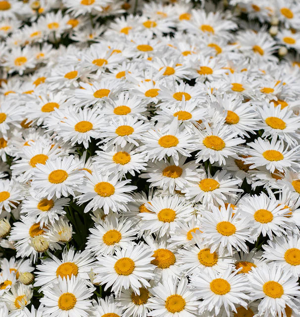 Daisy - Madonna F1