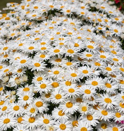 Daisy - Madonna F1