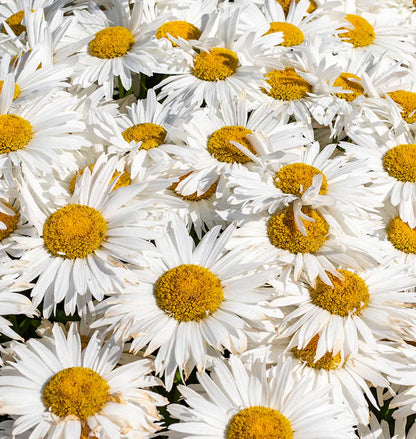 Daisy - Madonna F1