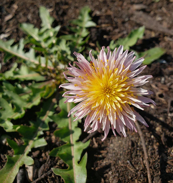 Dandelion - Pink Dandelion