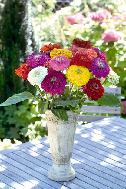 Zinnia - Benary's Giant Mix