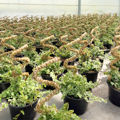 The Bendable Moss Pole™ 𝘛𝘏𝘐𝘕