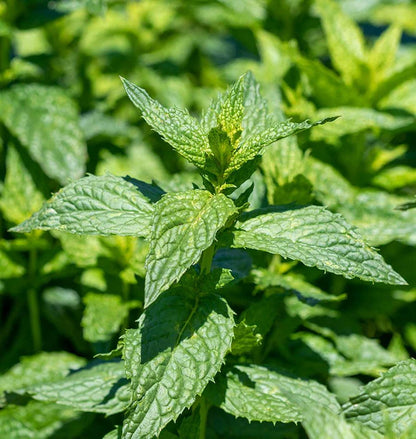 Herb, Peppermint