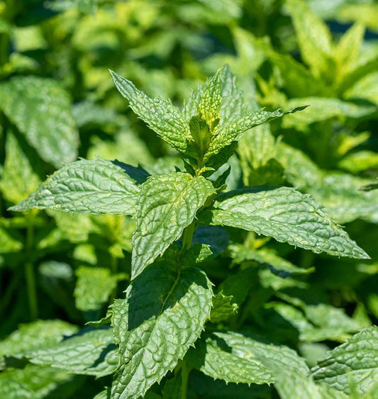 Herb, Peppermint