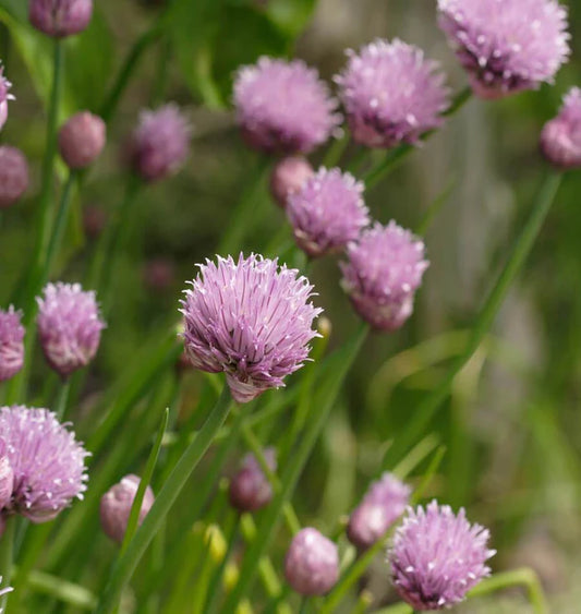 Herb, Chives