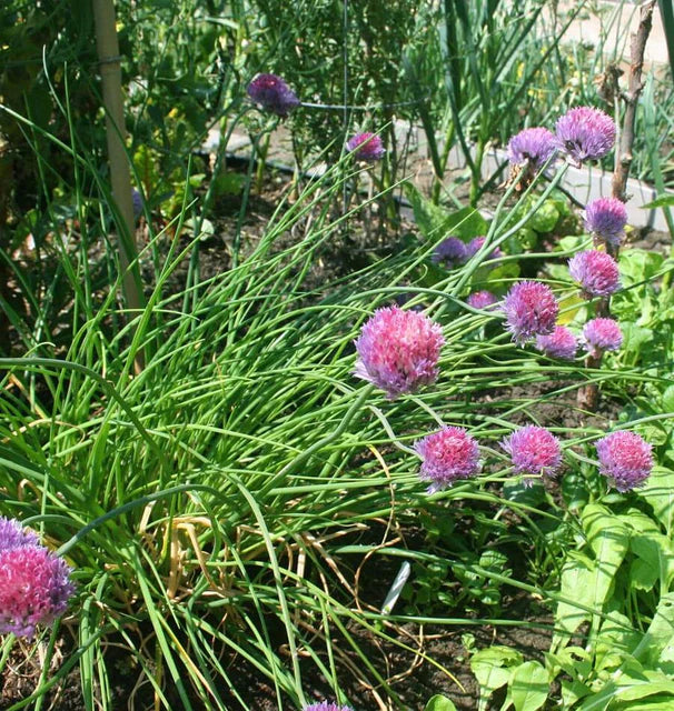 Herb, Chives