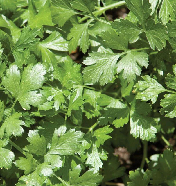 Herb, Cilantro - Santo