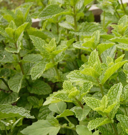 Herb, Peppermint