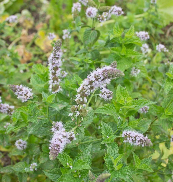 Herb, Peppermint